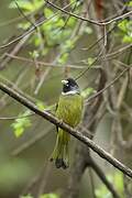 Collared Finchbill