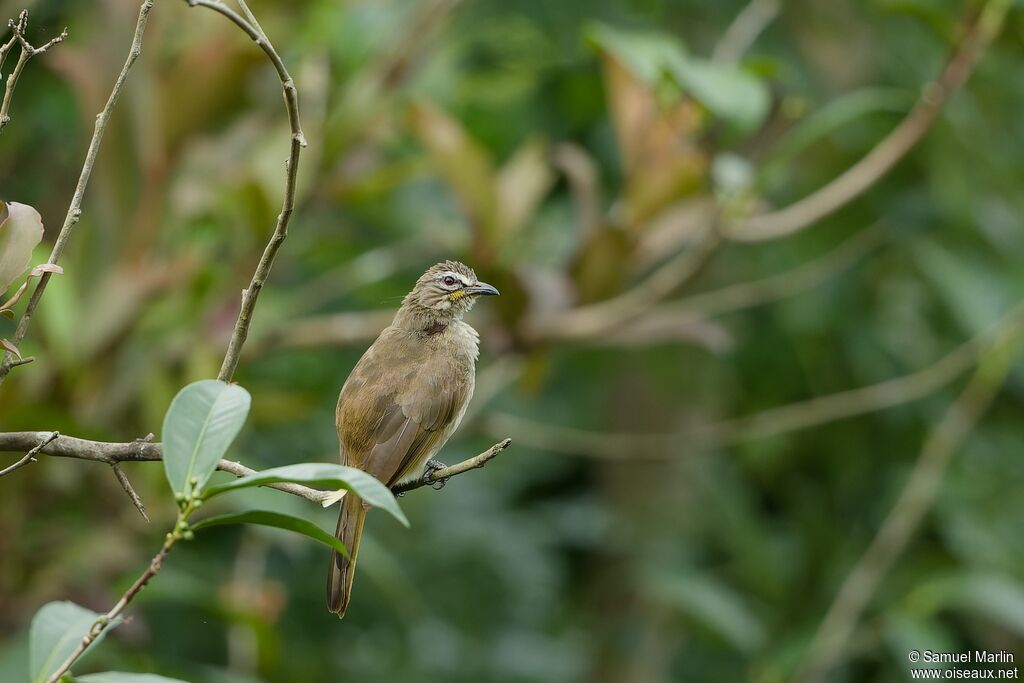 White-browed Bulbul