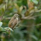 Bulbul à sourcils blancs