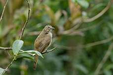 Bulbul à sourcils blancs