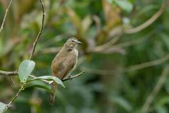 Bulbul à sourcils blancs