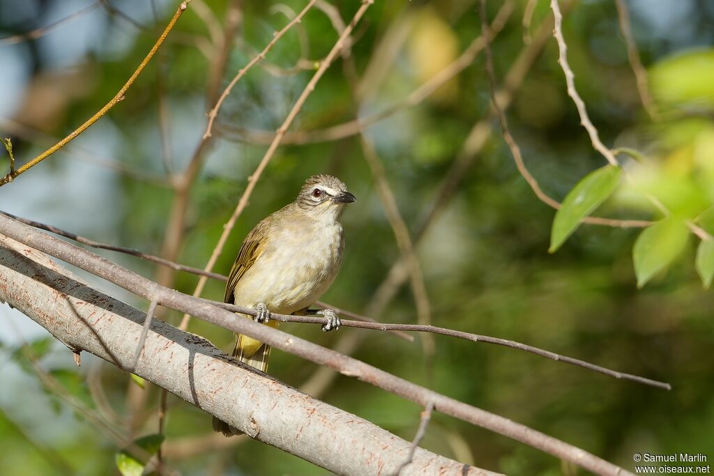 Bulbul à sourcils blancsadulte