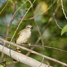 Bulbul à sourcils blancs