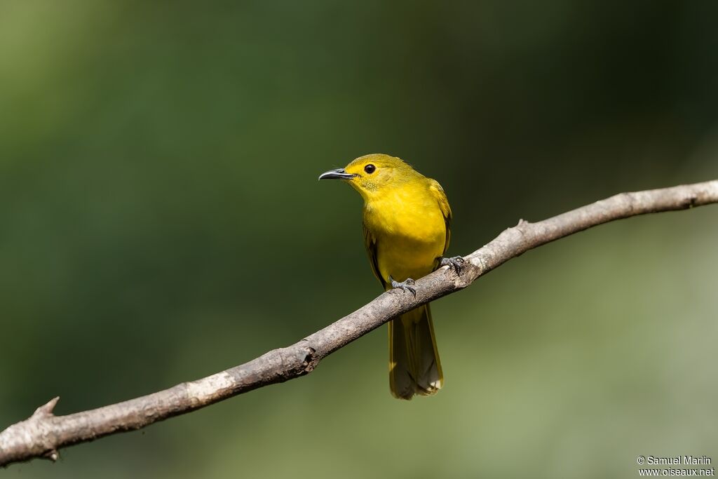 Yellow-browed Bulbul