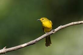 Yellow-browed Bulbul