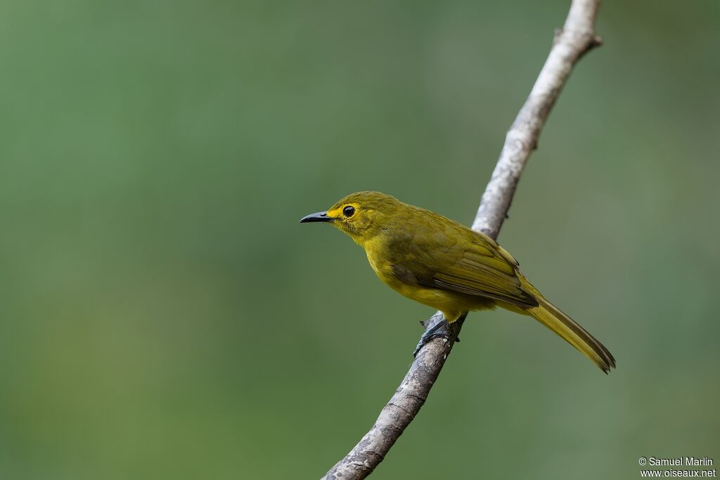 Bulbul à sourcils d'oradulte