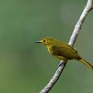 Bulbul à sourcils d'or