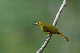 Yellow-browed Bulbul