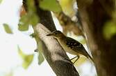 Bulbul à tête brune