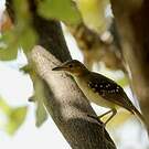 Bulbul à tête brune