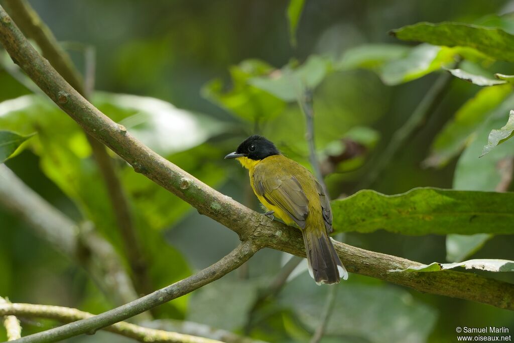 Black-capped Bulbuladult