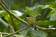 Bulbul à tête noire