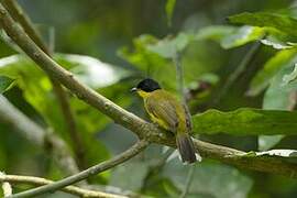 Black-capped Bulbul