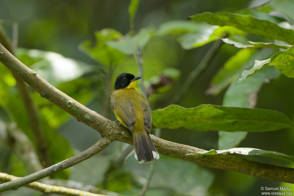 Black-capped Bulbul