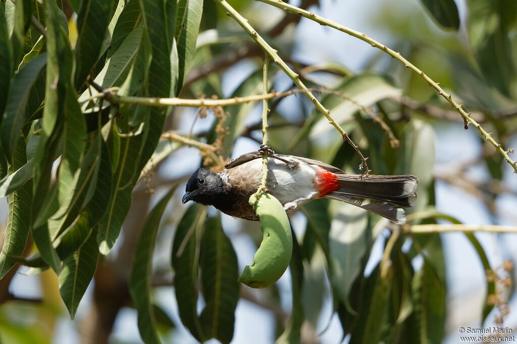 Bulbul à ventre rougeadulte