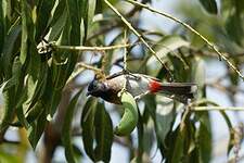 Bulbul à ventre rouge