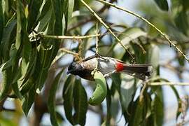 Red-vented Bulbul