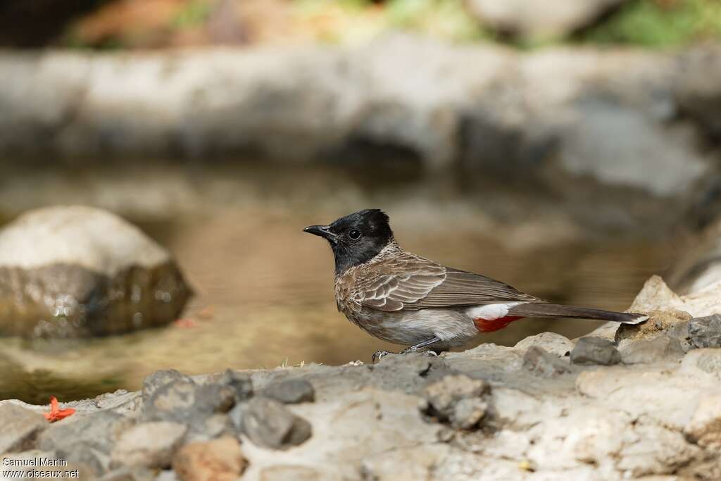 Bulbul à ventre rougeadulte, boit