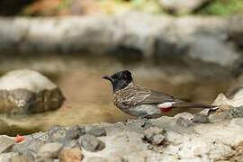 Bulbul à ventre rouge