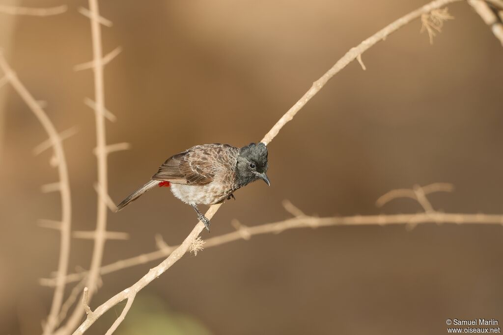 Bulbul à ventre rougeadulte