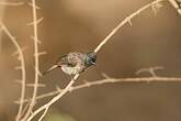 Bulbul à ventre rouge