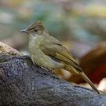 Bulbul aux yeux gris