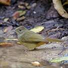 Bulbul aux yeux gris