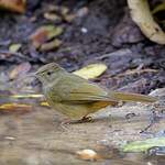 Bulbul aux yeux gris