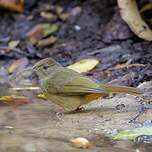 Bulbul aux yeux gris