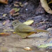 Grey-eyed Bulbul