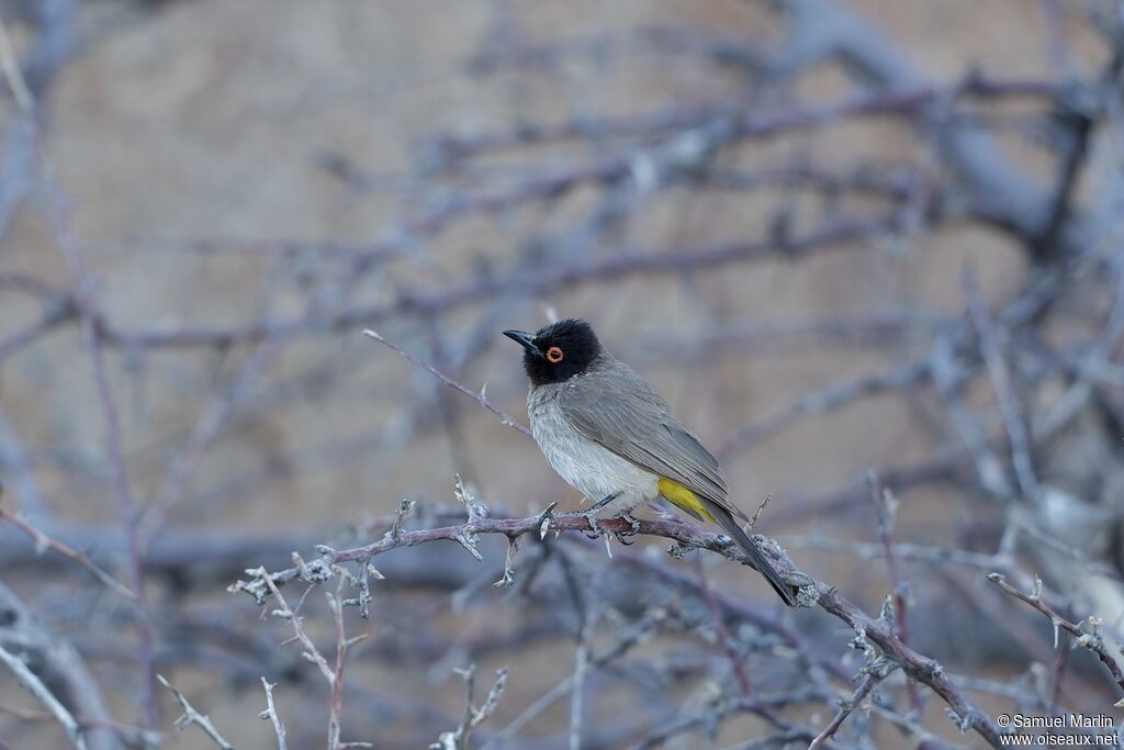 African Red-eyed Bulbuladult