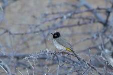 Bulbul brunoir