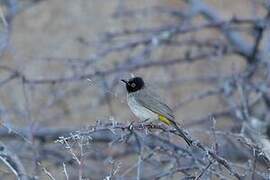 African Red-eyed Bulbul