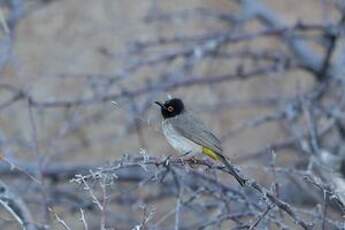 Bulbul brunoir