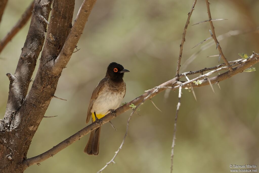 African Red-eyed Bulbul