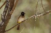 Bulbul brunoir