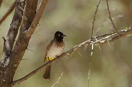 African Red-eyed Bulbul