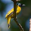 Bulbul cap-nègre