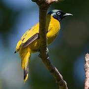 Bulbul cap-nègre
