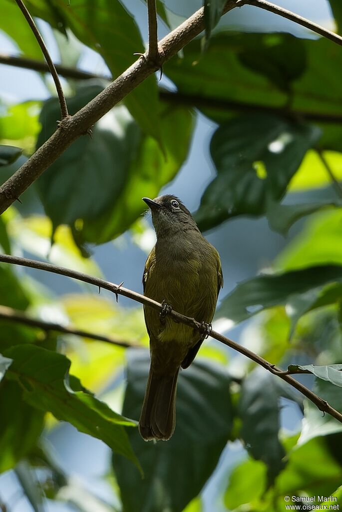 Bulbul curvirostreadulte