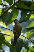 Bulbul curvirostre