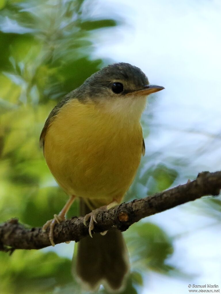 Bulbul d'Appert