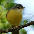 Bulbul d'Appert