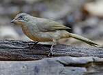 Bulbul de Conrad