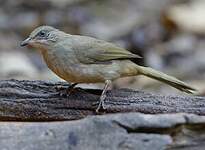 Bulbul de Conrad