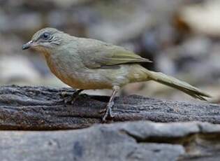 Bulbul de Conrad