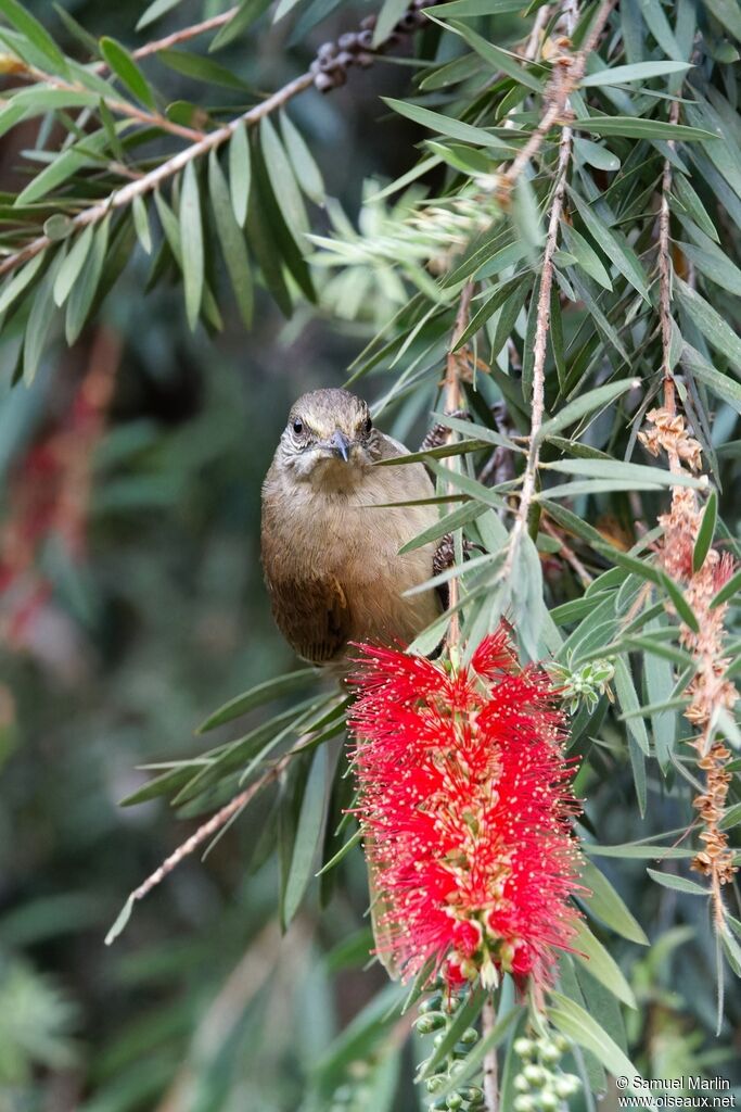 Bulbul de Conradadulte