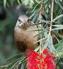 Bulbul de Conrad