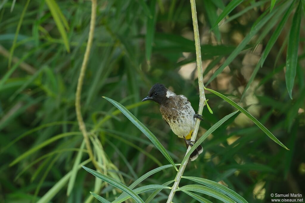 Bulbul de Dodsonadulte