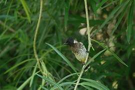 Dodson's Bulbul